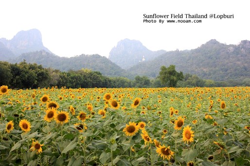 ทุ่งทานตะวัน เขาจีนแล จังหวัดลพบุรี ดอกไม้สวยๆ พร้อม วิวภูเขา พื้นที่กว่า 1400 ไร่